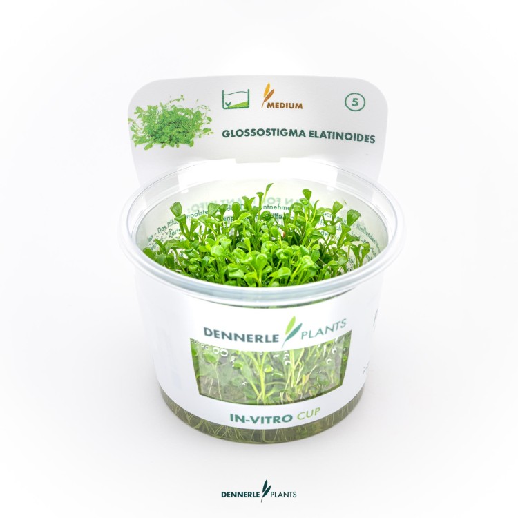 Dennerle Glossostigma elatinoides In-Vitro - imagine 5